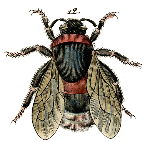 GFbee small