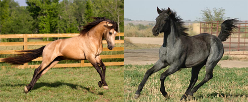 blue buckskin