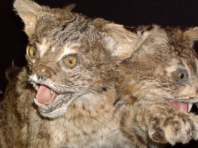 2 headed cat (marlow harris/flickr)